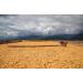 Sons of Amazon 500g Mission Mix Premium Coffee - Ethically Sourced Whole Beans - Buy Online on GoSupps.com