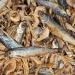Sera Raffy Royal Nature 3.8L - Premium Dried Fish & Shrimp Food for Water Turtles | 50% Anchovies Species-Appropriate Nutrition | International Shipping Available - Buy Online on GoSupps.com