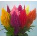 Feathered Cockscomb Celosia argentea Mixed Color 150 seeds CombSH A83 - Buy Online on GoSupps.com