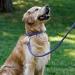 Collardirect Handmade Softly Padded Round Leather Dog Collar | Adjustable for Small & Large Pets | Durable Stylish Available in Black Pink Red Purple Blue (30-35 cm) - Buy Online on GoSupps.com