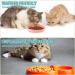 Fanshiontide 2 Pcs Cat Bowls Food Silicone Grade Feeding Bowl Water Bowl for Cat and Dog Dry Food and Wet Food Cat Drinking Bowl Pet Bowl Dishs for Pet Cat Dog Small Animal - Buy Online on GoSupps.com