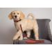 Pets First NFL Small Pet Leash | Officially Licensed Dog Leash for Football Fans - Buy Online on GoSupps.com