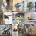 Colorday Large Bird Bath for African Grey Conure Cockatiel Parakeet | Clear View Design (13X11X8 inch) - Buy Online on GoSupps.com