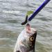 Booms Fishing R2 Hook Remover - 10-inch Squeeze-Out Fish Hook Tool in Blue - Buy Online on GoSupps.com