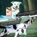 Honshoop Airtag Dog Collar Cover - Waterproof Anti-Loss Case for Apple Airtag | 2 Pack for Dogs & Cats - Buy Online on GoSupps.com