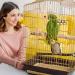 Buy Vegan 7-Piece Wooden Bird Toy Set - Multicolored Ladders & Accessories for Budgies Parrots and More | International Shipping - Buy Online on GoSupps.com