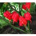 Chili Set: 20 Unique Varieties of Hot & Spicy Pepper Seeds - Worldwide Shipping - Buy Online on GoSupps.com