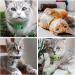 Nearasu 12 Pack Cat Collars Reflective Safety Quick Release Buckle Cat Collar for Cat Kitten Pet Breakaway With Bell Adjustable Large Hi Vis 20-34cm For All Domestic Cats Male Female (Multi-colored) - Buy Online on GoSupps.com
