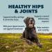 FOUR LEAF ROVER Green Eggs Joint & Mobility Support for Dogs - Vet Formulated with Glucosamine & Chondroitin - Easy to Mix & Delicious - 30-Day Supply - Buy Online on GoSupps.com