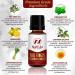 Natural Anti Fungal Nail Balm with Tea Tree Oil | Nail & Toenail Fungus Treatment | Made in USA - Buy Online on GoSupps.com