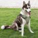 Premium Heele Dog Harness & Crockery for Large Dogs | Adjustable Reflective Anti-Pull Design - Uni-Green 43-86cm - Buy Online on GoSupps.com