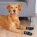 Trixie 19521 Dog Socks - Anti-Slip XS-S 2 Pcs Black | Best for Small Dogs - Ship Internationally - Buy Online on GoSupps.com