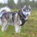 Heele XL Dog Harness - Adjustable Reflective Breast Harness for Running Anti-Train Design with Lockable Snap Black 53-97cm - Buy Online on GoSupps.com