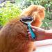 Navaris Pet Fur Dematting Comb - Undercoat Remover and Deshedding Tool for Dogs and Cats - Suitable for Small to Large Pets - Long or Short Hair - Style 2 - Buy Online on GoSupps.com