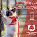 Supet Cat Dishes - Soft Cat Vest with Leash for Kittens & Small Dogs (Chihuahua) - L Size (Chest 38-43 cm) - Durable & Stylish in Red - Buy Online on GoSupps.com