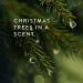 Thymes Frasier Fir Bar Soap - 5.5 oz Pine Tree Scented Hand and Body Soap - Buy Online on GoSupps.com