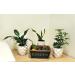 Costa Farms Assorted Foliage Clean Air House Plant Collection - 8 Tall - 6 Pack - Buy Online on GoSupps.com