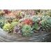 Altman Plants 20 Pack Assorted Live Succulent Plants in Cacti and Succulent Soil Mix - Buy Online on GoSupps.com