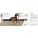 Reavet Hoof Oil 450ml - Special Care for Healthy Horse Hooves | Ointment for Cracked Hooves & Hoof Growth - Buy Online on GoSupps.com