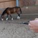 Buy Bio-Line Lunge Softlone - 16mm Wide Biothane Horse Lunging Line with Hand Loop - 5m Dark Brown for Equestrian Sport - Buy Online on GoSupps.com