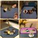 Guinea Pig Bedding & Fleece Cage Liners | Washable & Reusable Pee Pads - Diamond Print 23.6''x17.7'' (2 Pack) - Buy Online on GoSupps.com