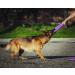 PULLER Standard 28 cm Interactive Dog Toy Fitness Tool Set - Buy Online on GoSupps.com