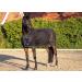 Buy HKM Flying Ceiling Multicolored 165 | Best International Shipping | Shop Unique Equestrian Decor - Buy Online on GoSupps.com