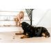 Simply Unleashed White Treat Container with Bamboo Lid - 98 oz | Dog and Cat Storage - Buy Online on GoSupps.com