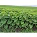 Buy 25kg Peeled Sunflower Seeds - Premium Bird Feed Dust-Free Direct from Manufacturer | Wild Bird Garden Food New Harvest 2023 - Buy Online on GoSupps.com