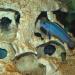 Hole Rock Aquarium Decoration - Lake Malawi S-Shape 39x13x17 cm Beige | International Shipping Available - Buy Online on GoSupps.com