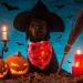 Halloween Dog Hollows - 2 Piece Party Decoration for Dogs & Cats | Pumpkin Spider Web Bats | Perfect for Small to Large Pets - Buy Online on GoSupps.com
