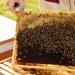 Earthbreath Honey with Propolis 340g - Raw Pure Natural Immunity Support - Buy Online on GoSupps.com