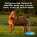Farnam SWAT Fly Repellent Ointment 7oz - For Horses, Ponies & Dogs - Buy Online on GoSupps.com