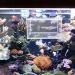 8PCS Fish Tank Breeder Box - Nylon Mesh Fry Hatchery & Spawning Incubator - Buy Online on GoSupps.com