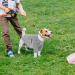Buy Cozy Gray Dog Sweater for Small & Medium Breeds - Fleece Hoodie for Winter | Perfect for Corgis Bulldogs Bichons - 35cm - Buy Online on GoSupps.com