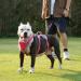Buy Huntboo Dog Safety Dishes & Harness for Small Dogs - Reflective Waterproof Adjustable Vest in Rose Red - Buy Online on GoSupps.com