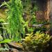 Shop Art Plant Hanging Terrarium Accessories | Quozio Artificial Plants for Reptiles - Ideal for Lizards Snakes & Iguanas - Buy Online on GoSupps.com