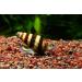 AQ4Aquaristik Clea Helena Predatory Snails - Set of 5 | International Shipping - Buy Online on GoSupps.com
