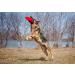 Vet's Advantage Pure MSM Powder for Dogs - Rapid Effect Joint Support to Help Improve Your Dog's Mobility and Comfort - Buy Online on GoSupps.com