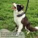 Tag Trag Dog Leash - Waterproof 10m Training Line with Handle & D-Ring for Small to Medium Dogs - Easy to Clean Ideal for International Shipping - Buy Online on GoSupps.com