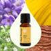 Plant Therapy Worry Free Essential Oil Blend 10 mL (1/3 oz) Calming Relief Blend 100% Pure Undiluted Natural Aromatherapy Therapeutic Grade Worry Free 0.33 Fl Oz (Pack of 1) - Buy Online on GoSupps.com