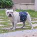 Cuteebone Male Washable Dog Diapers Belly Bands - 3 Pack XL Reusable High-Suction Wraps for Dogs (53.5-68.5cm) - Perfect for Potty Training & Travel - Buy Online on GoSupps.com