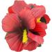 Hula Girl Hibiscus Flower Hair Clips - 12 Pack, Assorted Colors, Perfect for Events & Decor - Buy Online on GoSupps.com