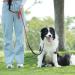 Buy Aystkniet 30m Bungee Dog Leash - Shock-Absorbing Padded Handle & Reflective Threads for Medium & Large Dogs - Lockable Hook - Fast International Shipping - Buy Online on GoSupps.com