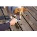 PETKIT EVERSWEET Portable Dog Water Bottle - BPA Free 400ml Pet Drinking Bowl (Gray) - Ideal for Travel & Outdoor Use - Buy Online on GoSupps.com