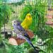 Niteangel Parrot Cage Perch - Wooden Platform for Birds (2 Pack) - Buy Online on GoSupps.com