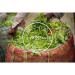 Buy Twinings Jasmine Green Tea - 45g | Authentic London Blend | International Shipping - Buy Online on GoSupps.com