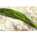 Mixed Native Oxygenating Weed with Weights for 5 Meter Squared of Cover. - Buy Online on GoSupps.com