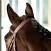 Horze Constance Padded Fancy Stitch Bridle w/Reins - Tan Horse - Buy Online on GoSupps.com