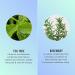 HASK Tea Tree Oil 5-in-1 Leave In Conditioner Spray - 6 Fl Oz | For All Hair Types | Color Safe, Gluten, Sulfate and Paraben Free - Buy Online on GoSupps.com